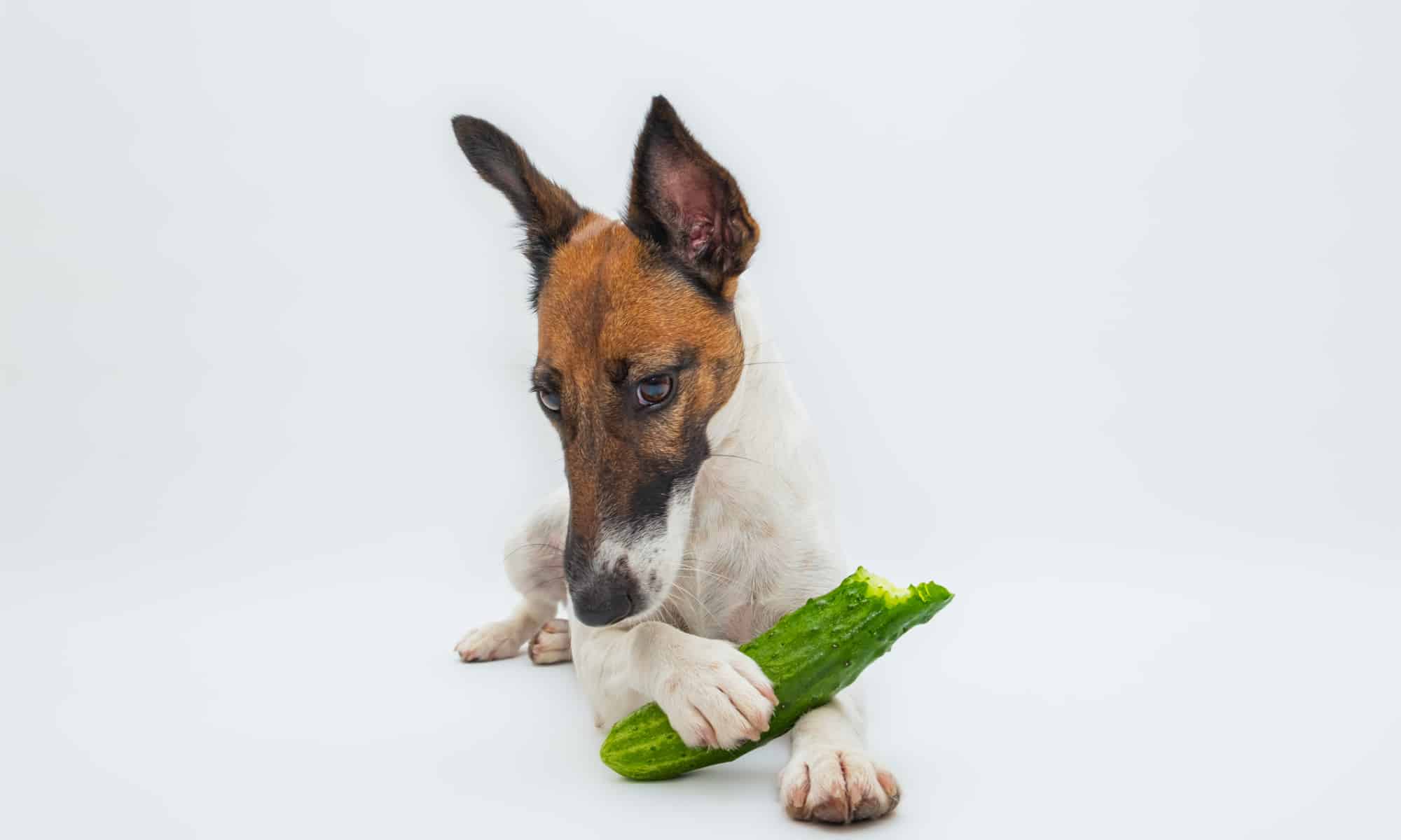 How many cucumbers can dog eat