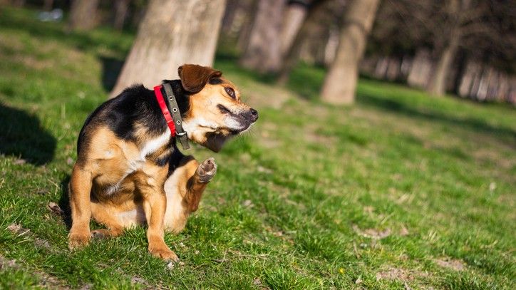 Flea Tick Treatments for Dogs
