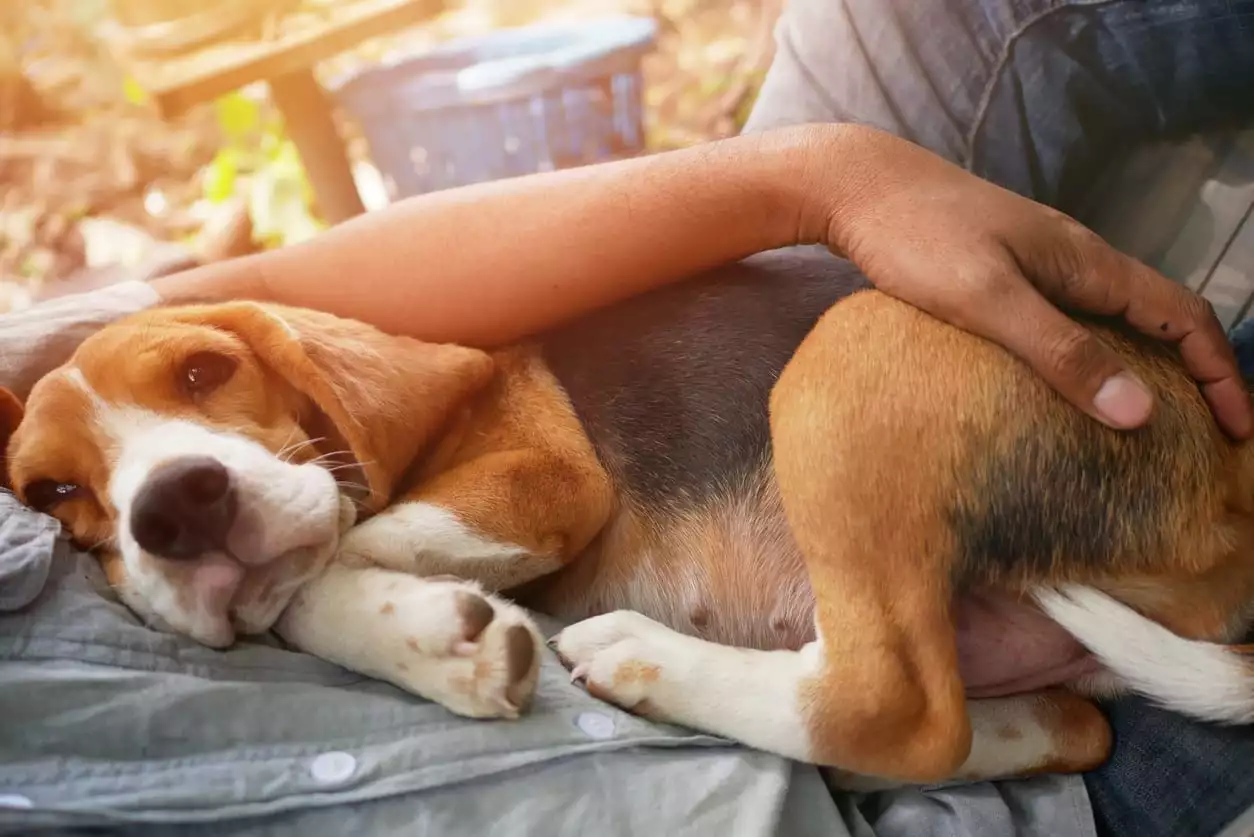 Flea Tick Treatments for Dogs