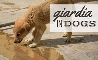 Giardia in Dogs: