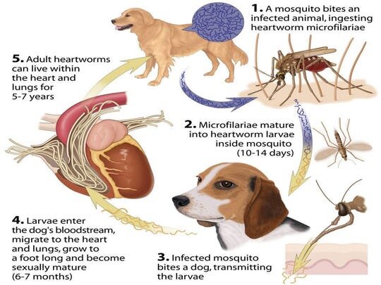 Heartworm Treatment in Dogs