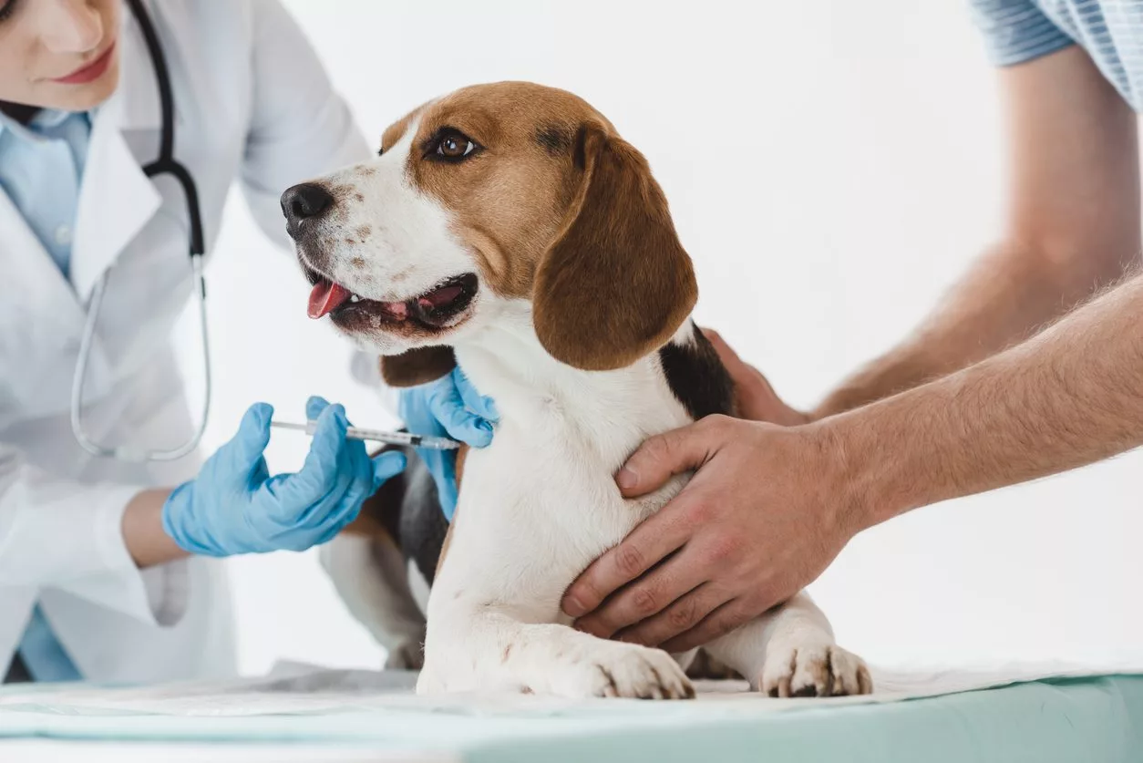 Heartworm Treatment in Dogs